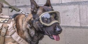 Curso K9 | Perros de defensa y combate